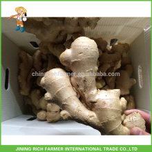 New Crop Chinese Fresh Ginger Air Dried Ginger Size 200gm & up Packing 30lb PVC Box Canada Market